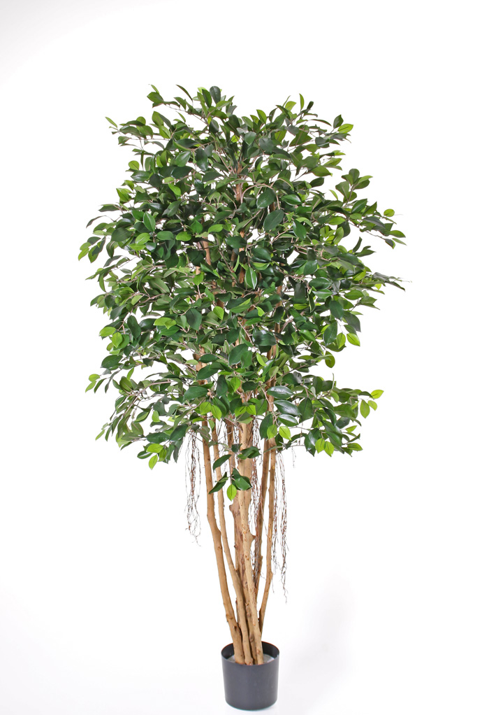 Kunstpflanze Ficus Microcarpa