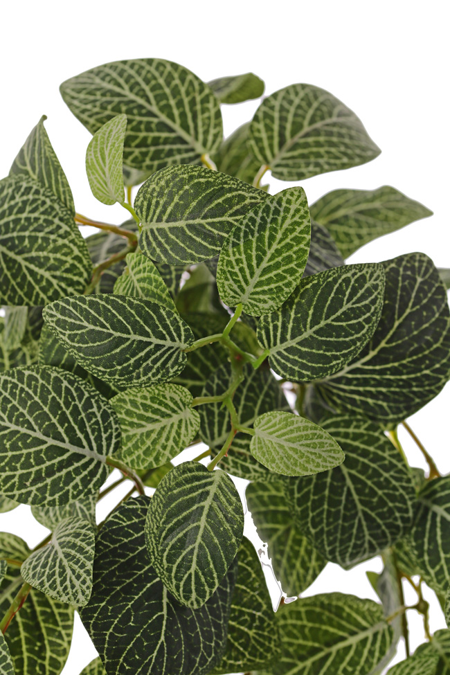 Kunstpflanze Fittonia UV-Sicher